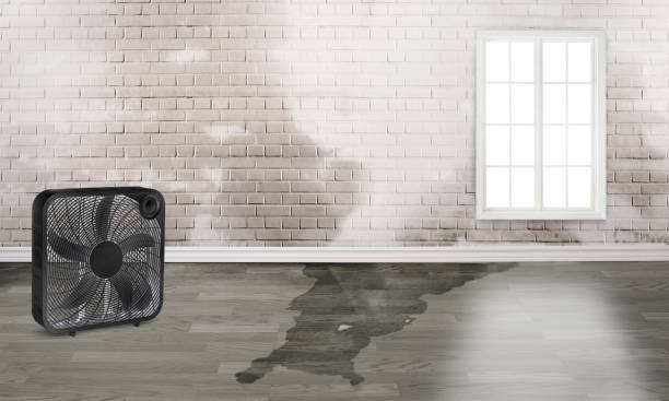 Carpet water damage restoration in MN